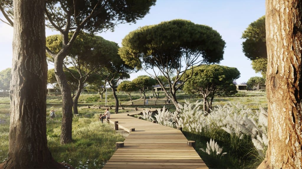 Scenic wooden walkway through lush pine forest