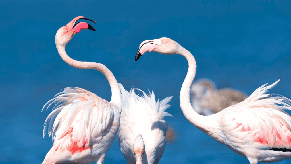 Explore Quinta do Lago