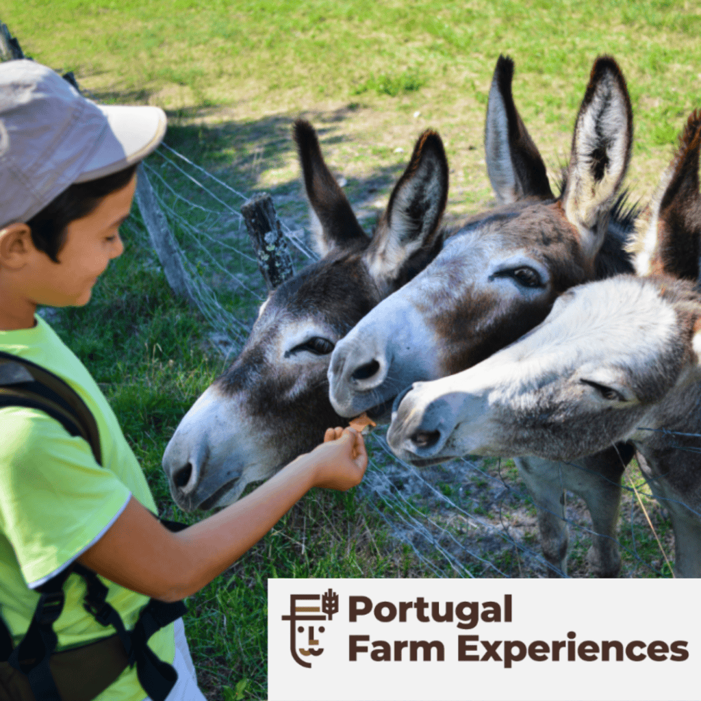 Explore o Algarve Central