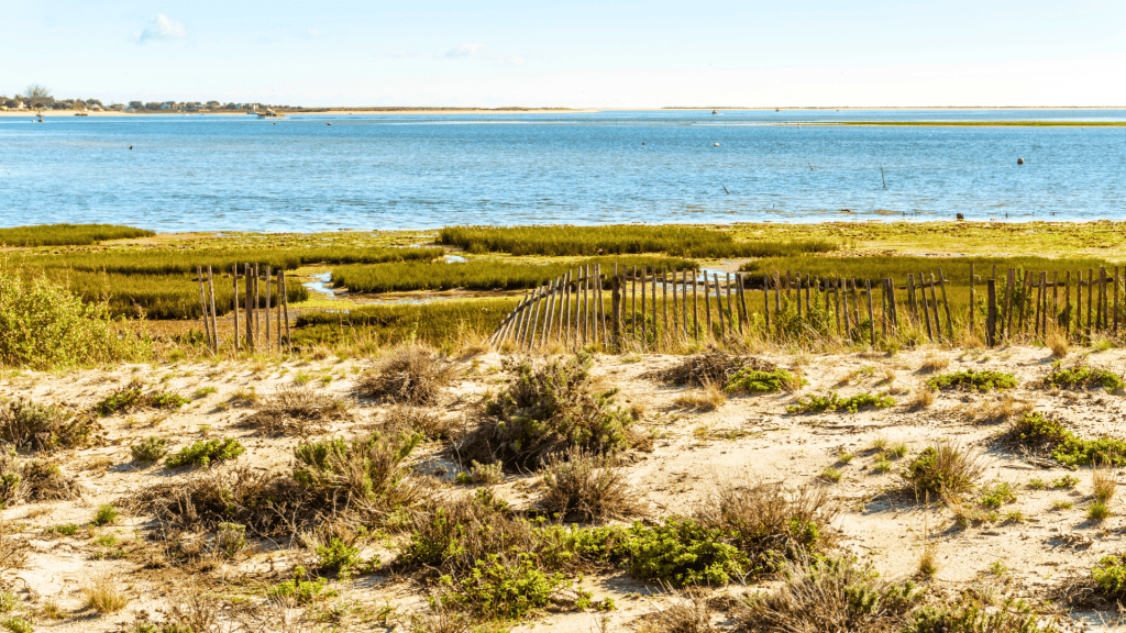Ria Formosa Dunes