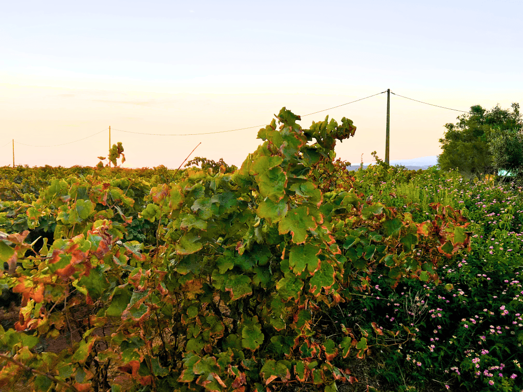 Explore East Algarve