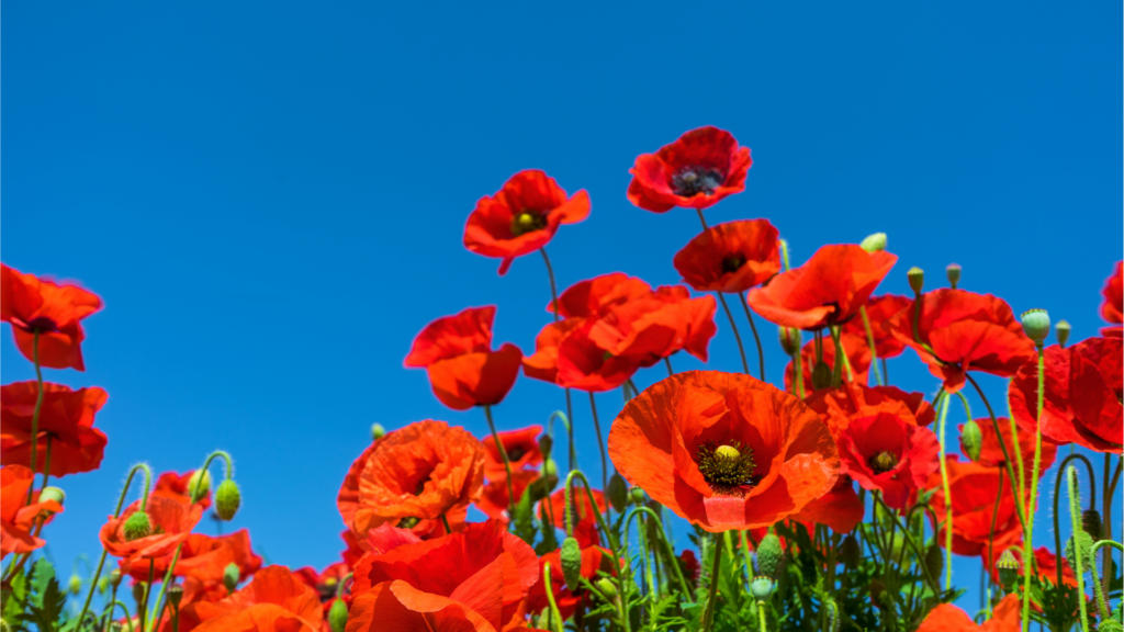 Poppies — QP Savills