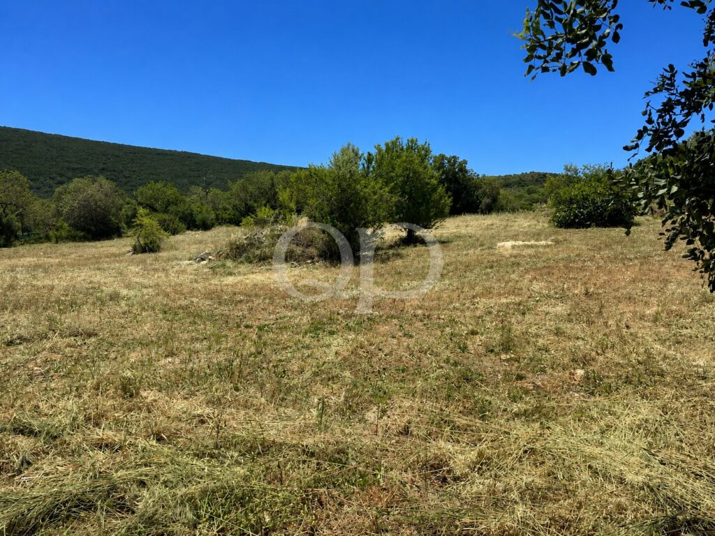 Eine trockene Wiese mit vereinzelten Büschen und einer Baumreihe, im Hintergrund Hügel unter einem strahlend blauen Himmel. (informative Landschaft)