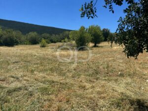 Ein sonniges, trockenes Feld mit vereinzelten Bäumen und einem bewaldeten Hügel in der Ferne unter einem strahlend blauen Himmel.