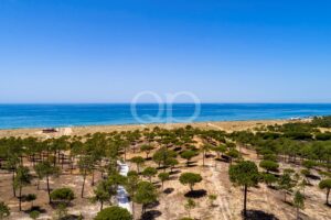 Vue aérienne d'une plage de sable le long du littoral, parsemée de pins, avec une mer bleue calme sous un ciel bleu limpide.