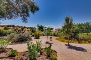 Gepflegter mediterraner Garten mit altem Olivenbaum und Kieswegen
