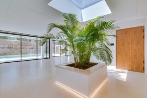 Interior courtyard with palm tree and natural light