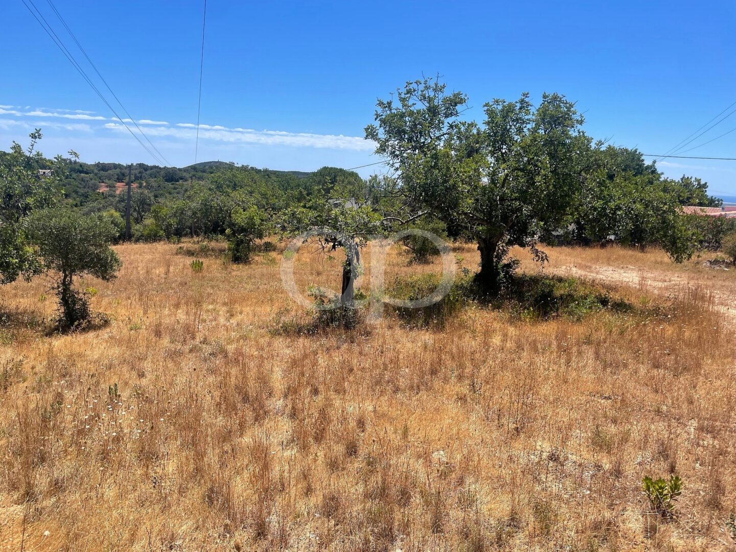 Ländliches Grundstück mit altem Olivenbaumbestand und weitläufiger Landschaft