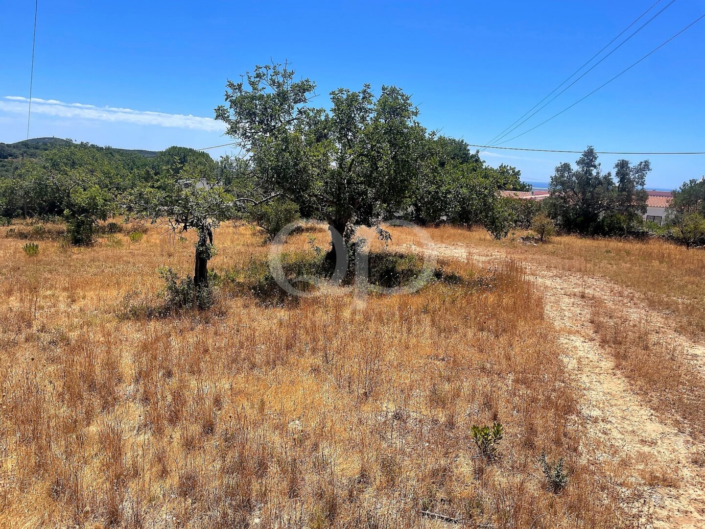Rustic plot with mature olive trees and countryside surroundings