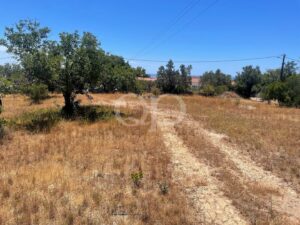 Ländliches Grundstück mit Feldweg und altem Olivenbaum