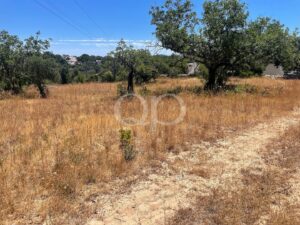 Ländliches Grundstück mit altem Olivenbaumbestand und natürlicher Vegetation