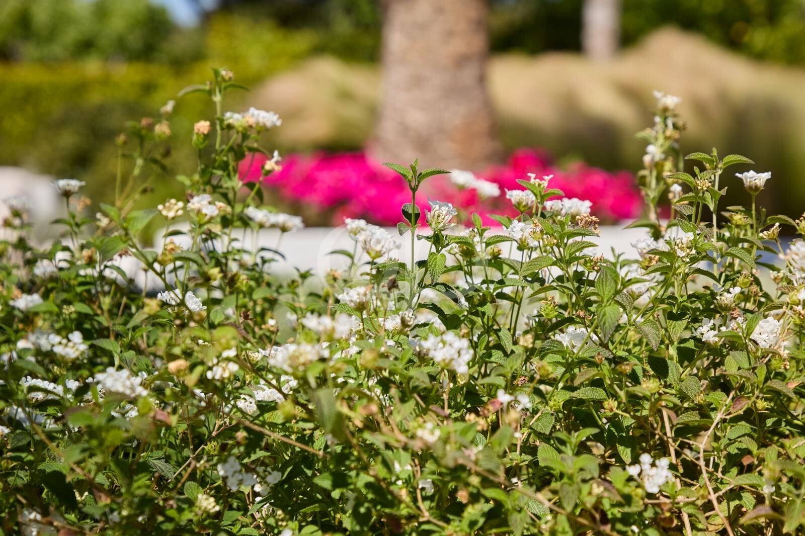 Magnifique jardin paysager aux fleurs colorées